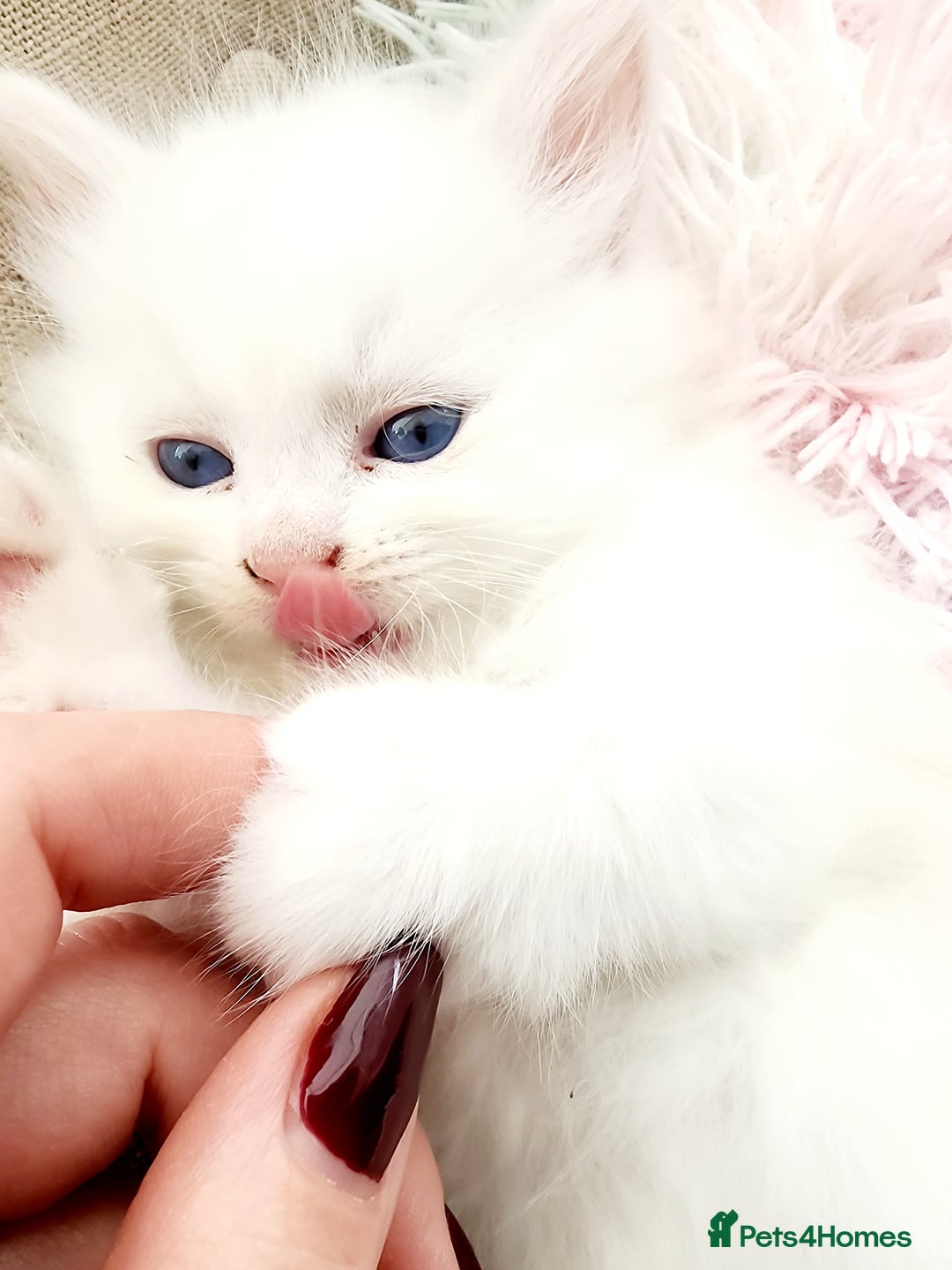 Siberian cats for sale: Siberian kittens are looking for a forever home🌹 - Image 8