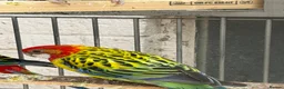 Parakeets birds for sale: Rossella  - Advert 3