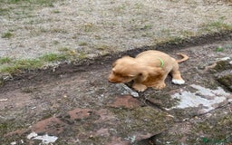 Cocker Spaniel dogs for sale: Stunning Working Cocker Spaniel Puppies - Image 20