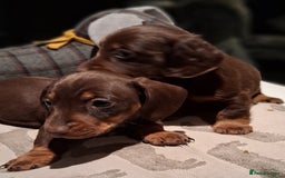 Miniature Dachshund dogs for sale: MINIATURE DASCHUND BOYS  - Advert 8