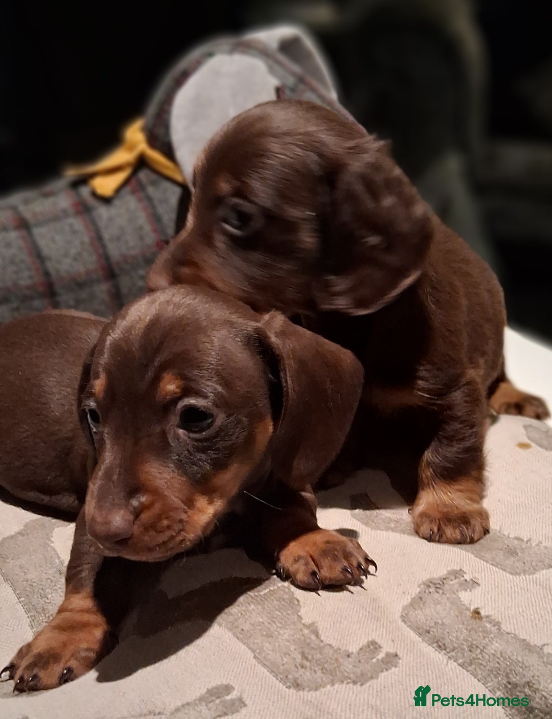Miniature Dachshund dogs for sale: MINIATURE DASCHUND BOYS  - Advert 8