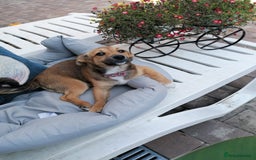 Mixed Breed dogs for adoption: Pilly, a superb small puppy girl for a Loving Home - Image 3
