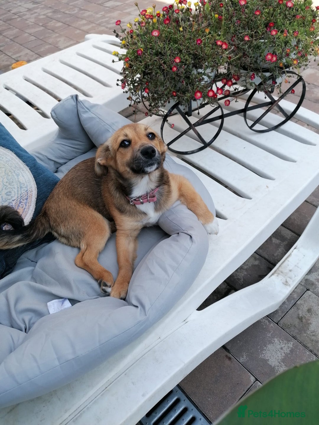 Mixed Breed dogs for adoption: Pilly, a superb small puppy girl for a Loving Home - Image 3
