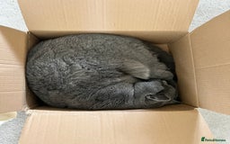 British Shorthair cats for sale: A loving and very affectionate 6 year old BSH boy - Image 4