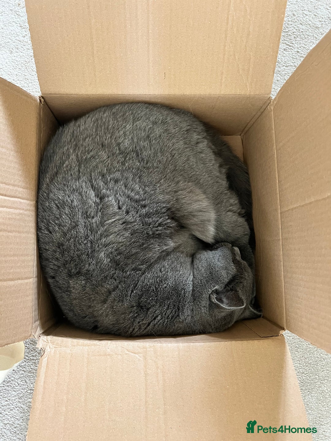 British Shorthair cats for sale: A loving and very affectionate 6 year old BSH boy - Image 4