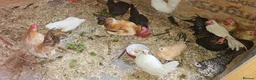 Chickens poultry for sale: 🐓 Serama Bantam Chickens 🐓  - Advert 6