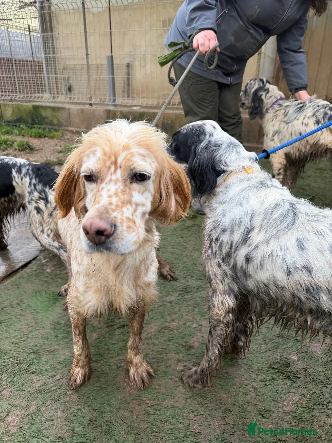 English Setter dogs for adoption: Estrella - Advert 6