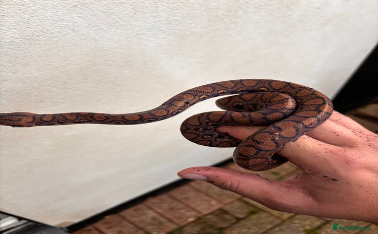 Boa Snake reptiles - Advert 1