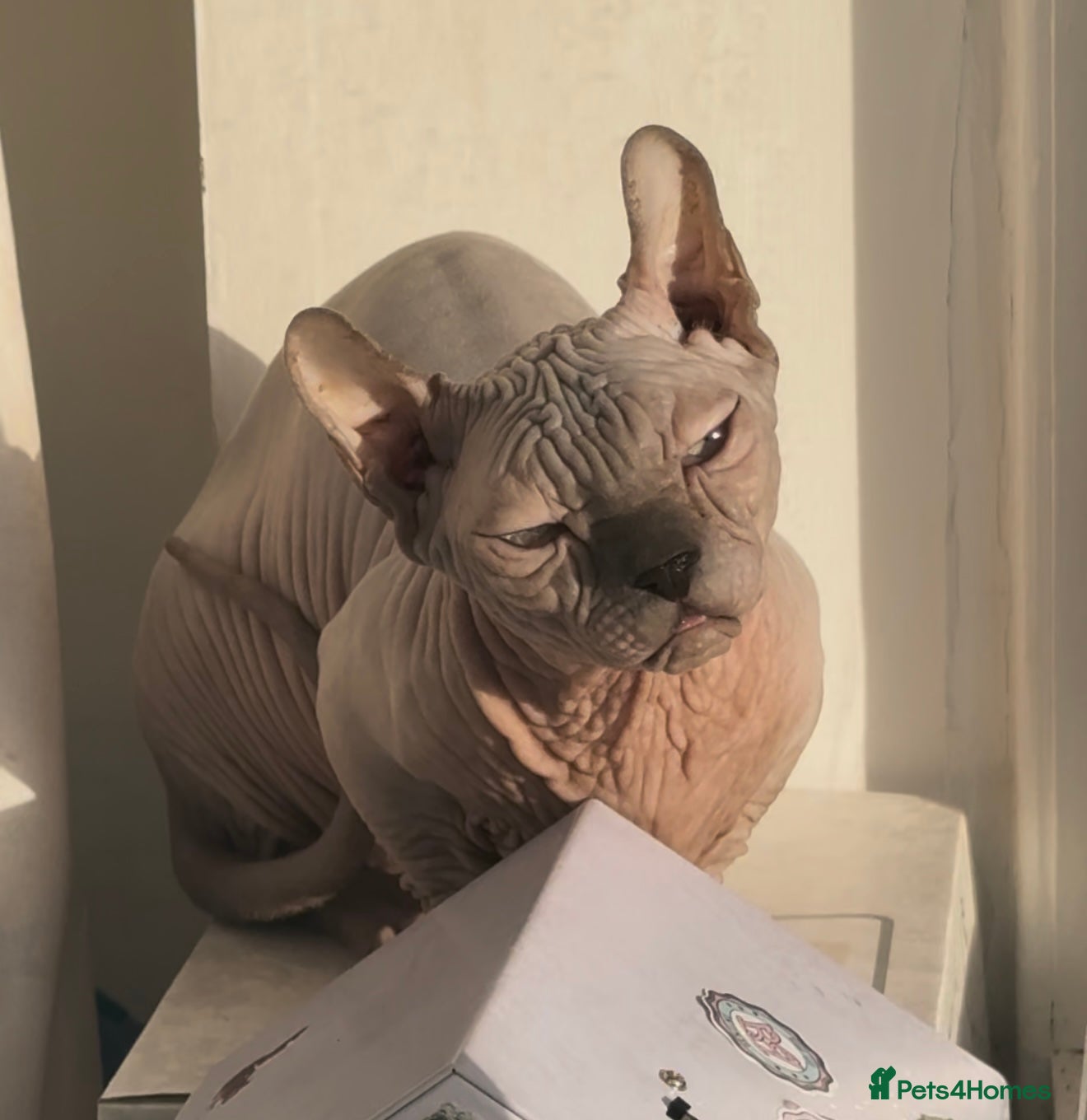 Sphynx cats Adult dwelf female - Advert 12