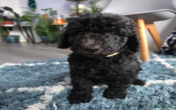 Goldendoodle dogs for sale: Ready Now ! F1B Standard Goldendoodle!  - Image 10