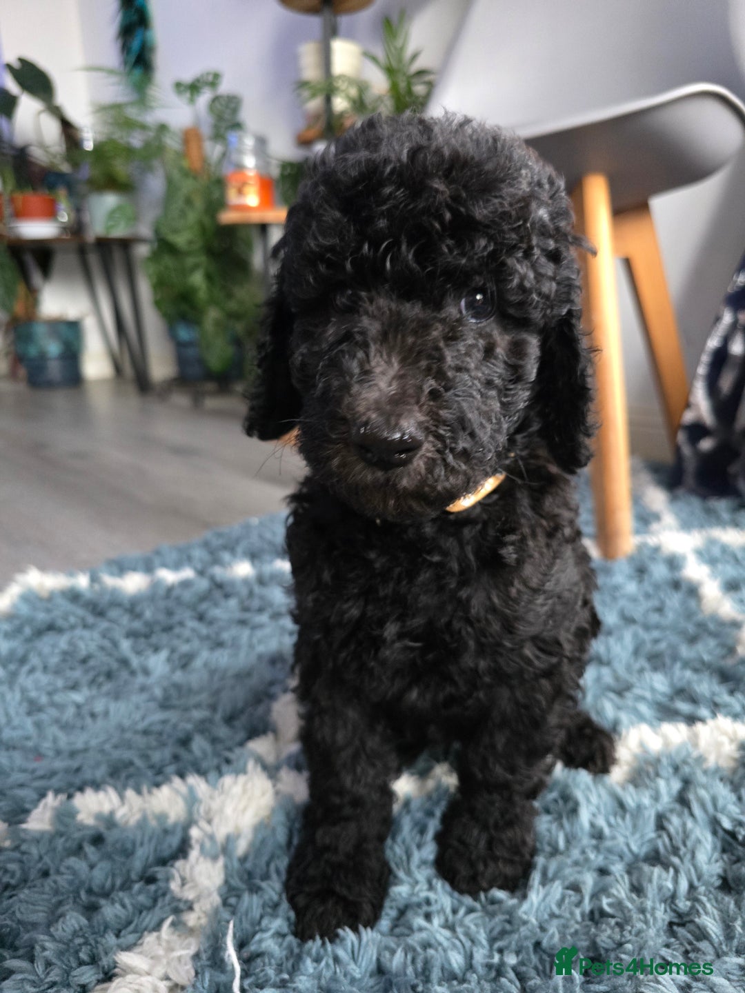 Goldendoodle dogs for sale: Ready Now ! F1B Standard Goldendoodle!  - Image 10