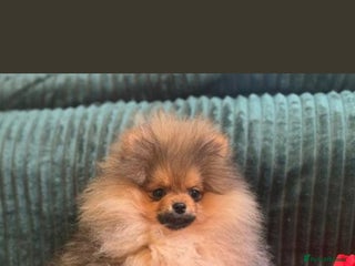 Pomeranian dogs ❤️Kc teddy bear pom babies ❤️ - Advert 4