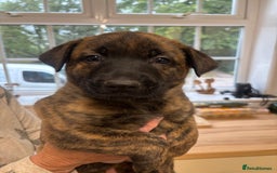 Belgian Shepherd Dog dogs for sale: Dutch herder puppies  - Image 24