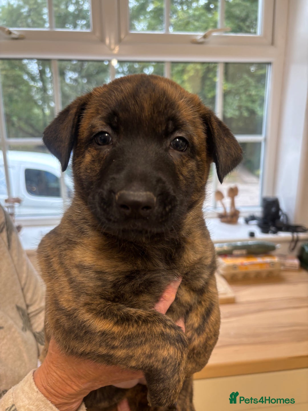 Belgian Shepherd Dog dogs for sale: Dutch herder puppies  - Image 24