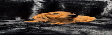 Miniature Dachshund 4