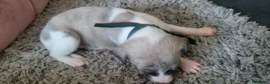 Whippet Puppy 3