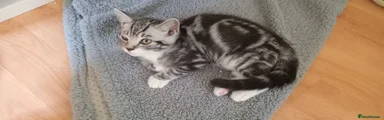 Silver Tabby Baloo Reserved