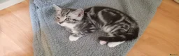 British Shorthair cats for sale: Beautiful Silver Spotted and Silver Tabby kittens. - Advert 9