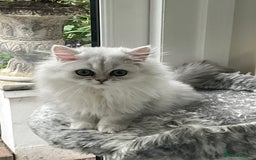 Persian cats for sale: Silver Persian chinchilla kitten - Image 3