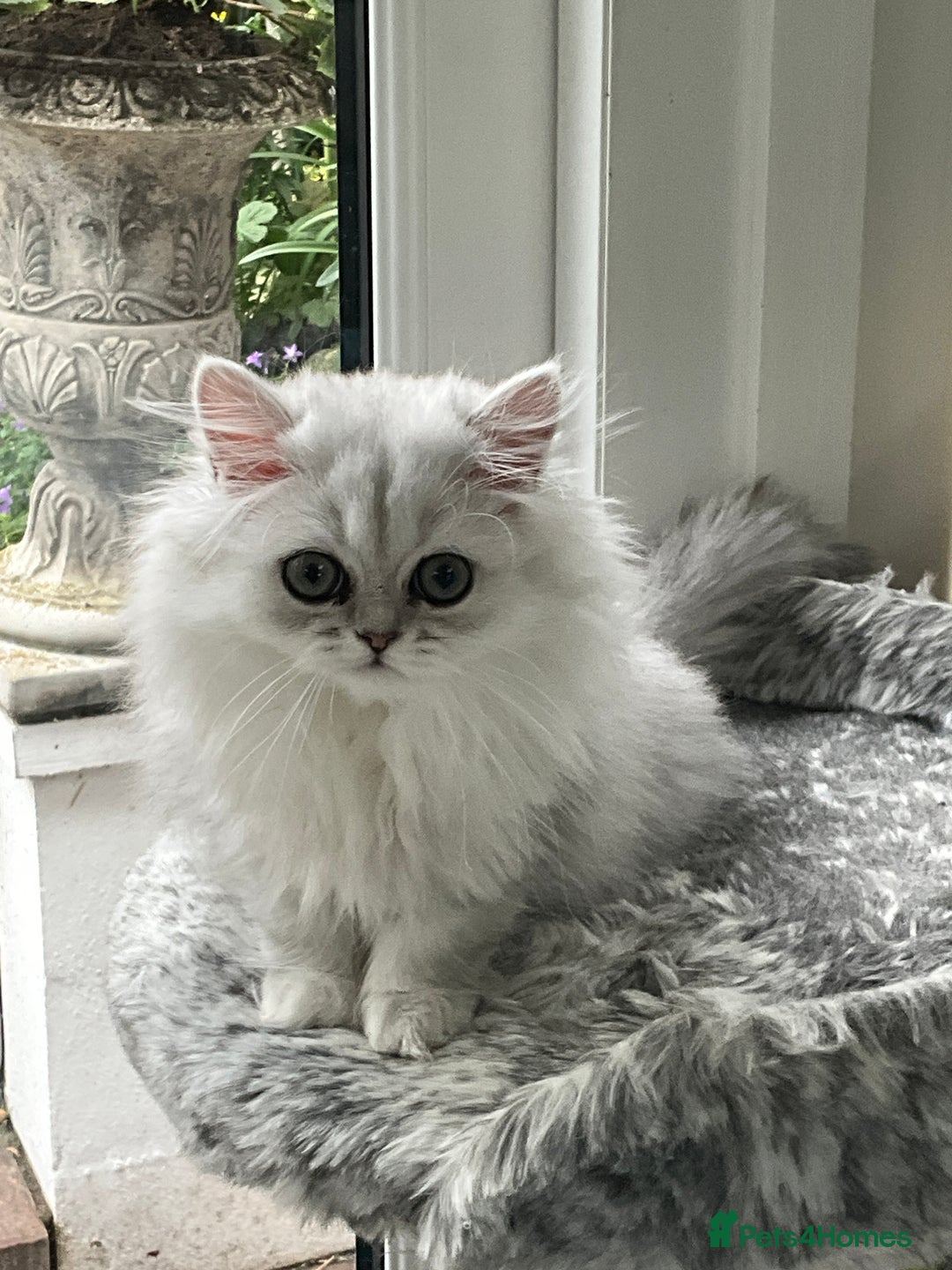 Persian cats for sale: Silver Persian chinchilla kitten - Image 3