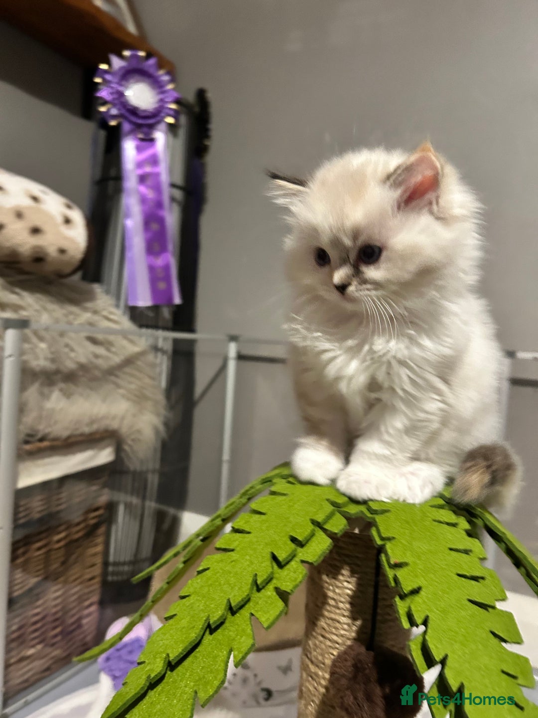 Ragdoll cats for sale: Stunning Ragdoll kitten SHOW/BREEDING -GCCF   - Image 5