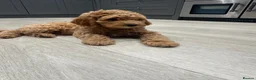 Goldendoodle dogs for sale: Outstanding Goldendoodles - Advert 3