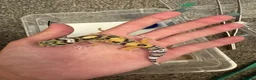 Leopard Gecko reptiles for sale: Leopard gecko in Saint Helens - Advert 3