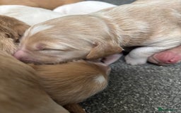 Cockapoo dogs for sale: F1 Cockapoo puppies  - Image 9