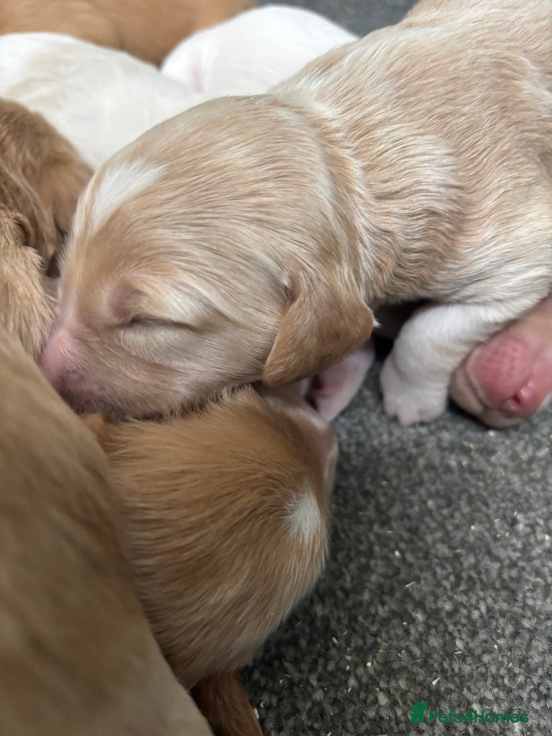 Cockapoo dogs for sale: F1 Cockapoo puppies  - Image 9