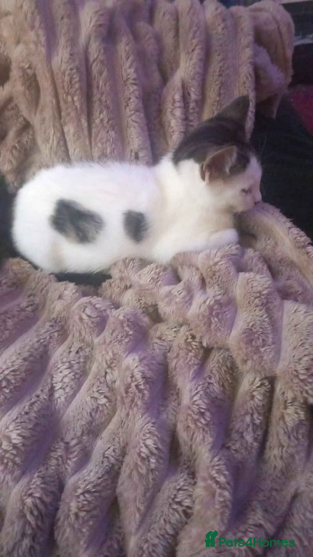 Domestic Shorthair cats for sale: Nelson B and Marshmallow (bonded pair) in Doncaster - Advert 2