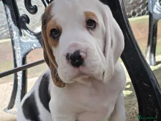 Beagle dogs Beagle puppies ready now!!🐶💕 - Advert 5