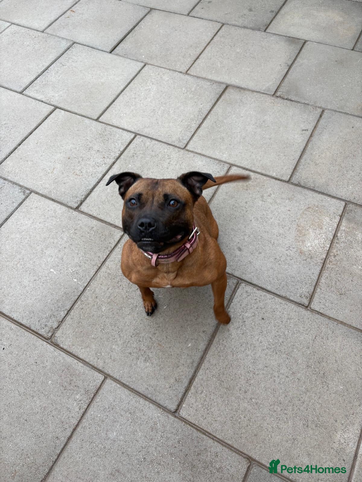 Staffordshire Bull Terrier dogs KC Registered Red/Brindle Staffy Puppies - Advert 1
