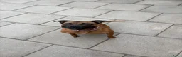 Staffordshire Bull Terrier dogs for sale: KC Registered Red/Brindle Staffy Puppies - Advert 1