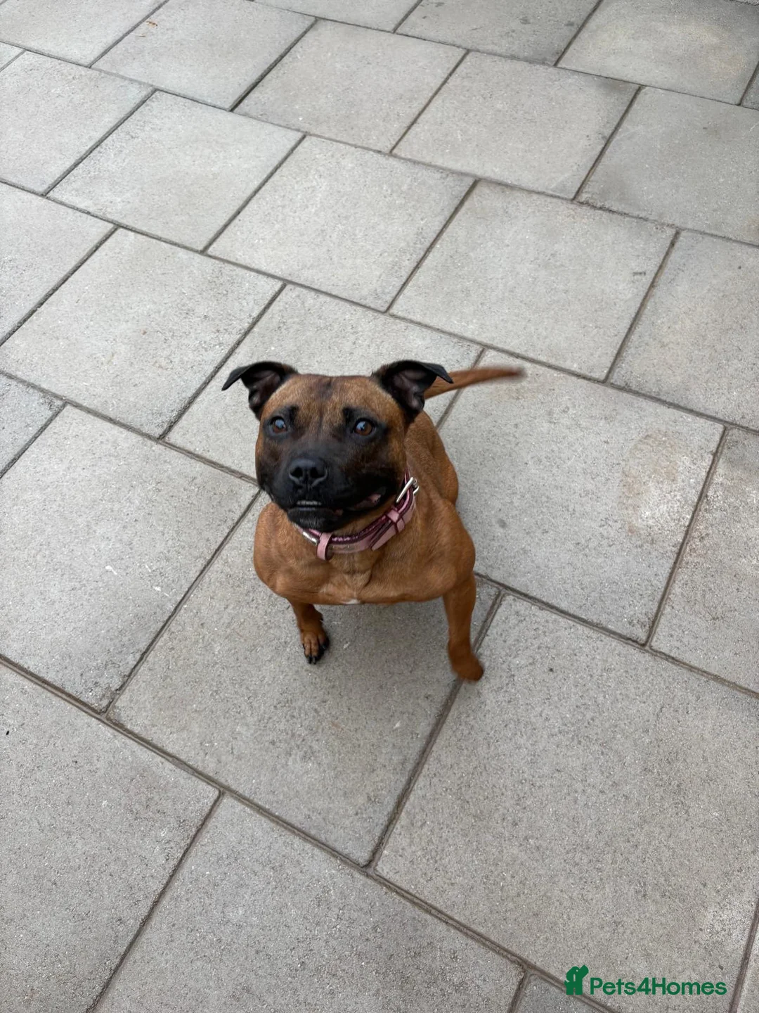 Staffordshire Bull Terrier dogs for sale: KC Registered Red/Brindle Staffy Puppies - Advert 1