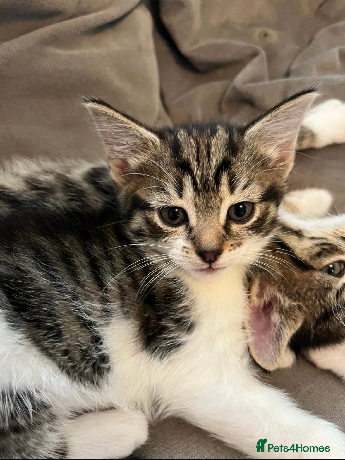 British Shorthair cats Tabby Kittens X3 and one black and white kitten - Advert 3