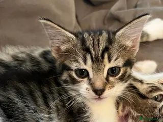 British Shorthair cats Tabby Kittens X3 and one black and white kitten - Advert 4