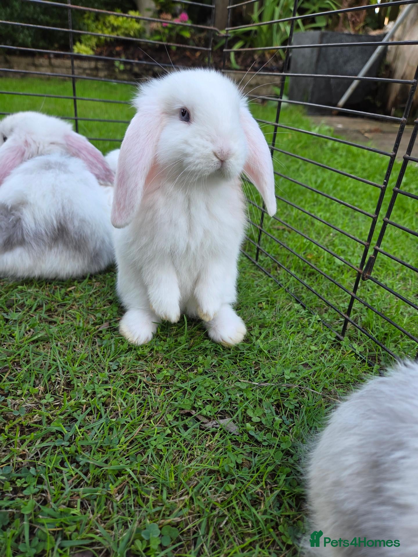 French Lop rabbits French lops 1 x doe 1 x Buck - Advert 8