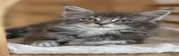 Maine Coon cats for sale: Three beautiful Maine Coon kittens - Advert 19