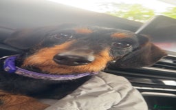 Mixed Breed dogs for sale: 4 beautiful playful pups - Image 9