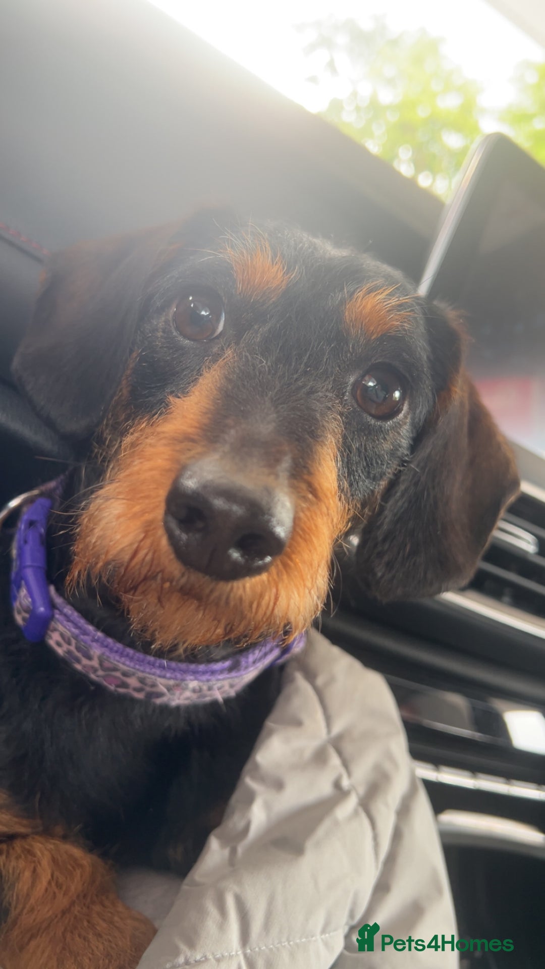 Mixed Breed dogs for sale: 4 beautiful playful pups - Image 9