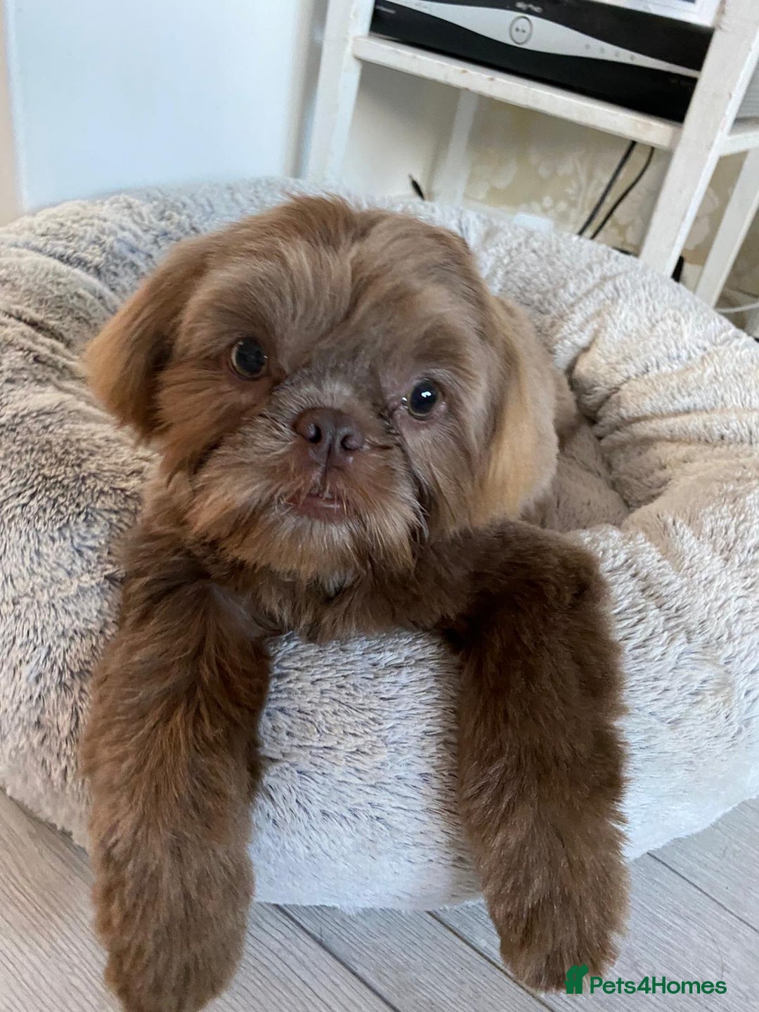 Shih Tzu dogs for stud: KC Lilac Imperial Shih Tzu for Stud in Chislehurst - Advert 20