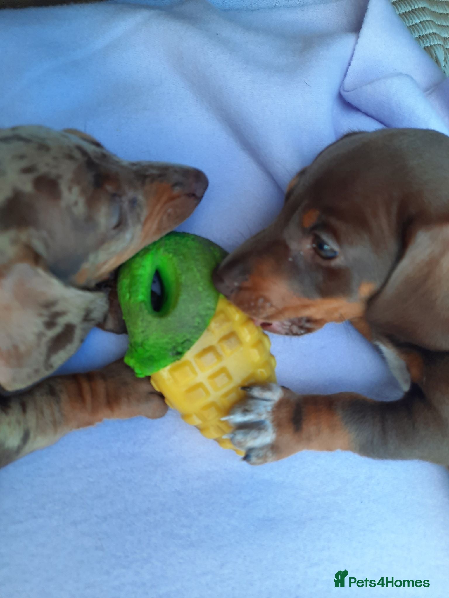 Miniature Dachshund dogs Beautiful litter of miniature dachshunds.8weeksold - Advert 8