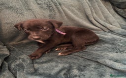 Mixed Breed dogs for sale: Beautiful whippet cross labrador(collie) puppies  - Image 27