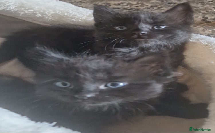 Siberian cats - Advert 1