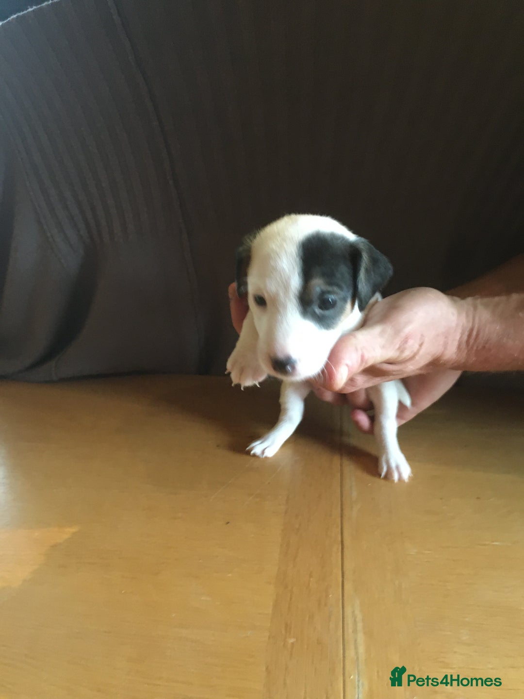 Parson Russell dogs for sale: 1st Amazing Litter - Image 11