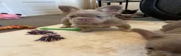 French Bulldog dogs for sale: Kc registered french bulldog puppies  - Advert 2