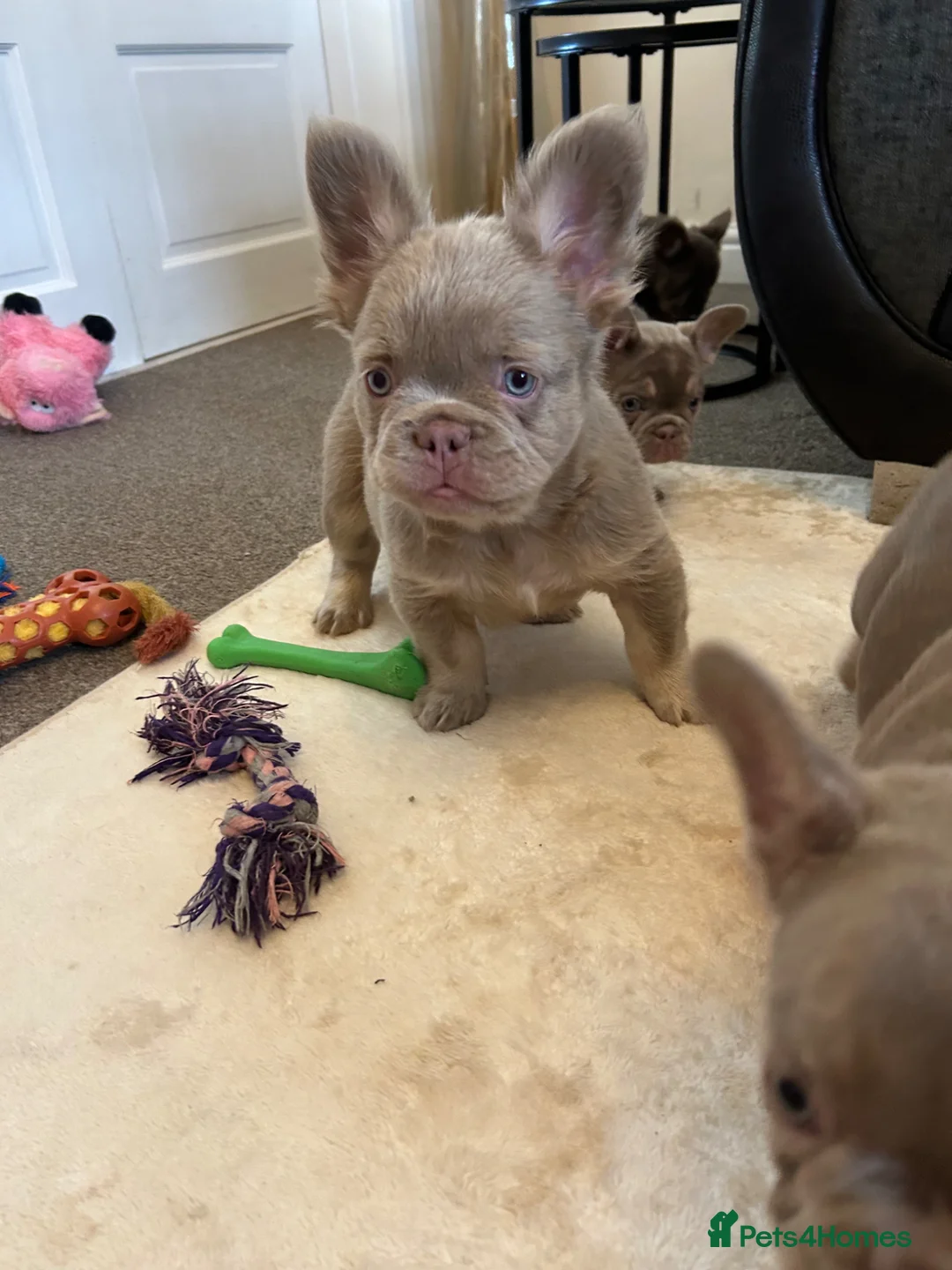 French Bulldog dogs for sale: Kc registered french bulldog puppies  - Advert 2