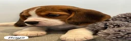 Beagle dogs for sale: ** Full pedigree beautiful beagles ** - Advert 14