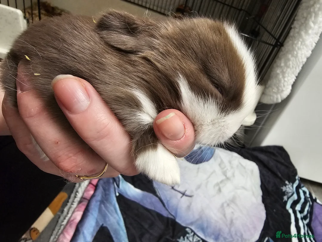 Mixed Breed rabbits for sale: 3 baby bunnies ready for their forever home - Advert 6