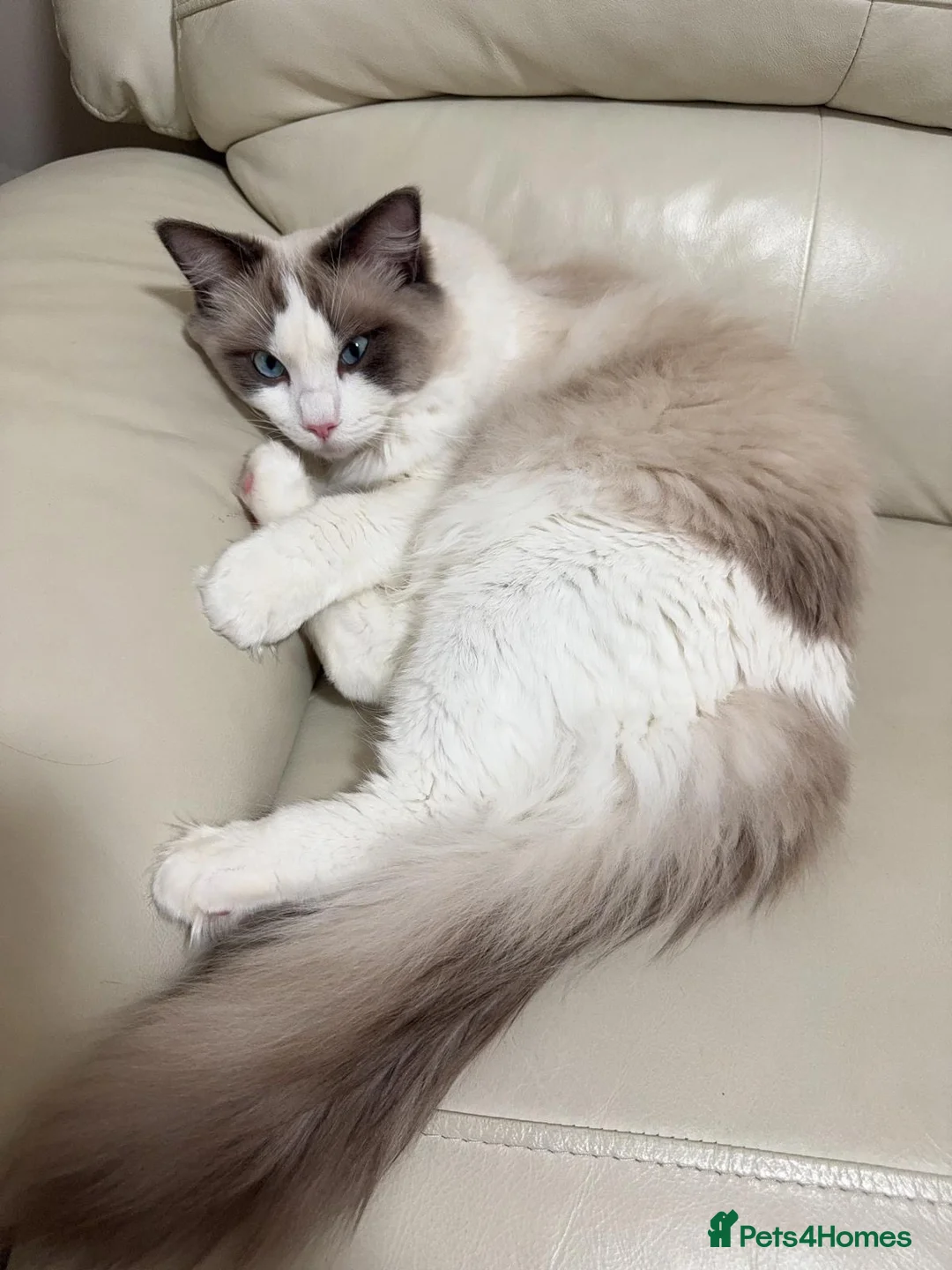 Ragdoll cats for sale: Friendly 1 yr old Ragdoll for sale in Oxford - Advert 2